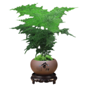 京东百亿补贴: 开时果  文竹 舍得紫砂盆+苔藓+底座