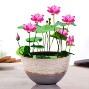 天降福利、需品类新客、15点开始：芊朵园 碗莲水培植物花卉盆栽 混色30粒+塑料盆+营养液
