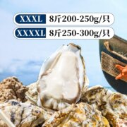 生蚝小镇 大连刺身级生食鲜活生蚝 XXXL（140g-190g） 8斤