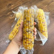 【纯正纯味】糯玉米棒黏玉米10根装