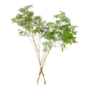 墨斗鱼马醉木水培植物鲜切树苗盆栽室内绿植水养70-80cm1支送60cm一支