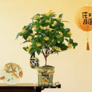 花点时间 四季桂花树盆栽 盆贴款 3年四季桂+香挂
