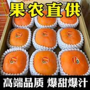 YOULING 柚琳 现摘现发 爆甜 脆柿 子 9.5斤装 大果 单果100-150g