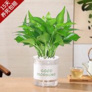 KaiShiguo Plants 开时果 绿植盆栽办公室（彩色懒人盆）水培绿植花卉盆景水生水养植物 绿萝（遇水既活） 加享 肥料