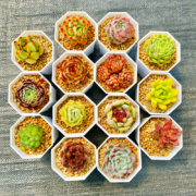 超级补贴：多肉10颗+穴盘