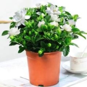 31日11点：云柊 栀子花1盆+营养液