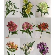 花点时间 【10枝】随机单色-水仙百合六初花