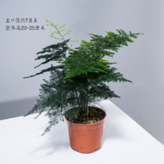 概率券:幼薇文竹盆栽植物 文竹+塑料原盆 带盆栽好