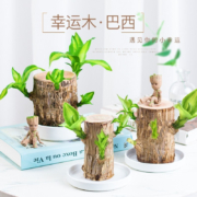 YIMINGHUAJIANG 一名花匠 巴西.幸运木(5cm)