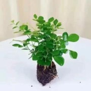 天降1元 室内绿植九里香盆栽