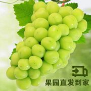 阳光玫瑰青提葡萄单果8g起新鲜水果包邮3斤装