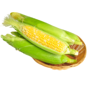 中鲜生水果玉米甜玉米云南生鲜蔬菜新鲜甜嫩水果玉米棒鲜玉米茄果瓜蔬菜 5斤装