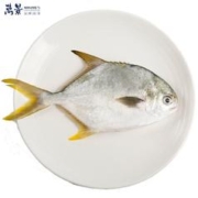 万景 生态原条金鲳鱼550g (1条) 北海湾海鱼 新鲜急冻 海鲜水产 生鲜