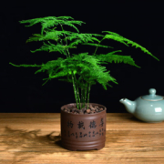 概率券：轩林美 文竹苗1棵【不含盆】