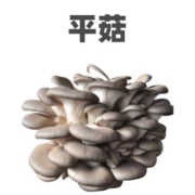平菇 食用菌种 家庭种植 标准袋装