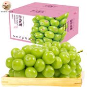 百桃千阳光玫瑰葡萄  5斤珍品果王级2-3串