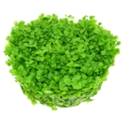 天降福利：水草种子 1000粒