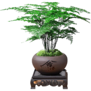 PLUS会员、概率劵：佳妍 文竹盆栽 20cm 【带瓷盆】