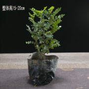概率券:幼薇胡椒木盆栽办公室绿植 胡椒木塑料薄膜袋装 带盆栽好