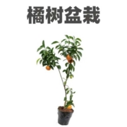 概率券：沙糖桔树盆栽 3年苗（当年结果）