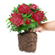 27日11点：忻朵 菊花小苗 3棵 无花苞（白色）