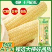 十月稻田 白糯玉米棒260g8根10根东北黄糯玉米真空即食黏糯甜
