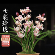 京东会员、概率券：劉閣蘭花  2苗连体 带简易盆