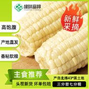缘味富邦  真空装东北白糯玉米 10根/2200g