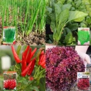 各种蔬菜子种籽四季草莓种籽大全