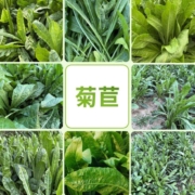 熙拓  大叶菊苣种子 大于5000粒（喂小动物）