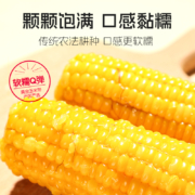 缘味富邦  头茬真空装东北黄糯玉米 10根/2000g