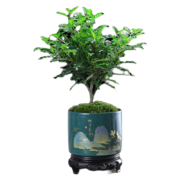 概率券（幼薇 胡椒木盆栽办公室绿植盆景 胡椒木+紫砂盆+圆形底盘 带盆栽好