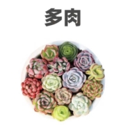 概率券：易囍艺 多肉植物 精选6棵装