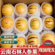 abay 果园基地直发  云南石林人参果  6斤装 特大果 单果90-110g