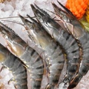 京东生鲜 泰国活冻黑虎虾（大号） 400g 16-20只/盒 海鲜水产