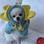 88VIP会员：hipidog 嬉皮狗 包邮宠物狗狗可爱小象变身装猫咪防掉毛衣服秋冬季比熊泰迪博美