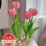 易囍艺 郁金香种球水培