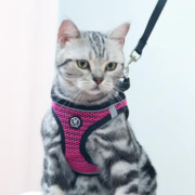Surepet 舒拜 猫牵引绳防挣脱外出背带防逃猫咪胸背遛猫绳背心式小猫衣服带猫绳（首单礼金1元，签到，淘金币）