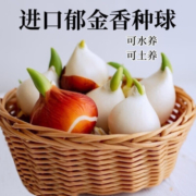 荷兰进口大球郁金香水培种球花种子秋冬季耐寒庭院室外室内花盆栽 混色 水培套餐：5球+透明杯+石子+液