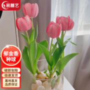 易囍艺 郁金香种球水培土培种球1颗