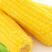 珍谷诱惑 23年新玉米 东北有机糯玉米 北纬46°鲜食玉米棒200g/支 低脂代餐 有机黄糯8支