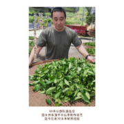 中能 漳平水仙茶乌龙茶 120克