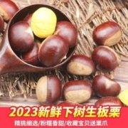 栗品优 丹东板栗5斤生新鲜大板栗鲜栗子大果