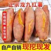 1元1.5斤龙九黄心红薯新鲜蜜薯农家自种地瓜
