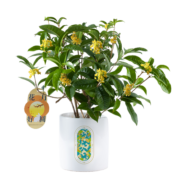 简值了绿植室内桂花树盆栽植物梦华金桂教师节礼物中秋送礼花卉盆栽