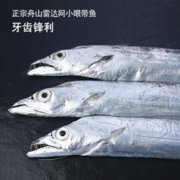 鲜京采 【冰鲜】精选舟山带鱼整条1.5kg 180g-210g/条