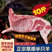 艾克拜尔 栈羊谷饲羔羊新鲜羊肉一字排半只羊10斤
