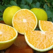 有券的上：鲜福林 冰糖橙 5斤果径55-65mm