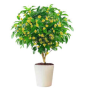桂花树苗四季桂盆栽八月桂花苗金桂丹桂开花浓香花卉阳台庭院植物