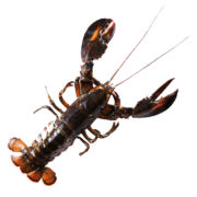 渔传播【活鲜】加拿大龙虾波士顿龙虾波龙鲜活 450-500g1只海鲜水产